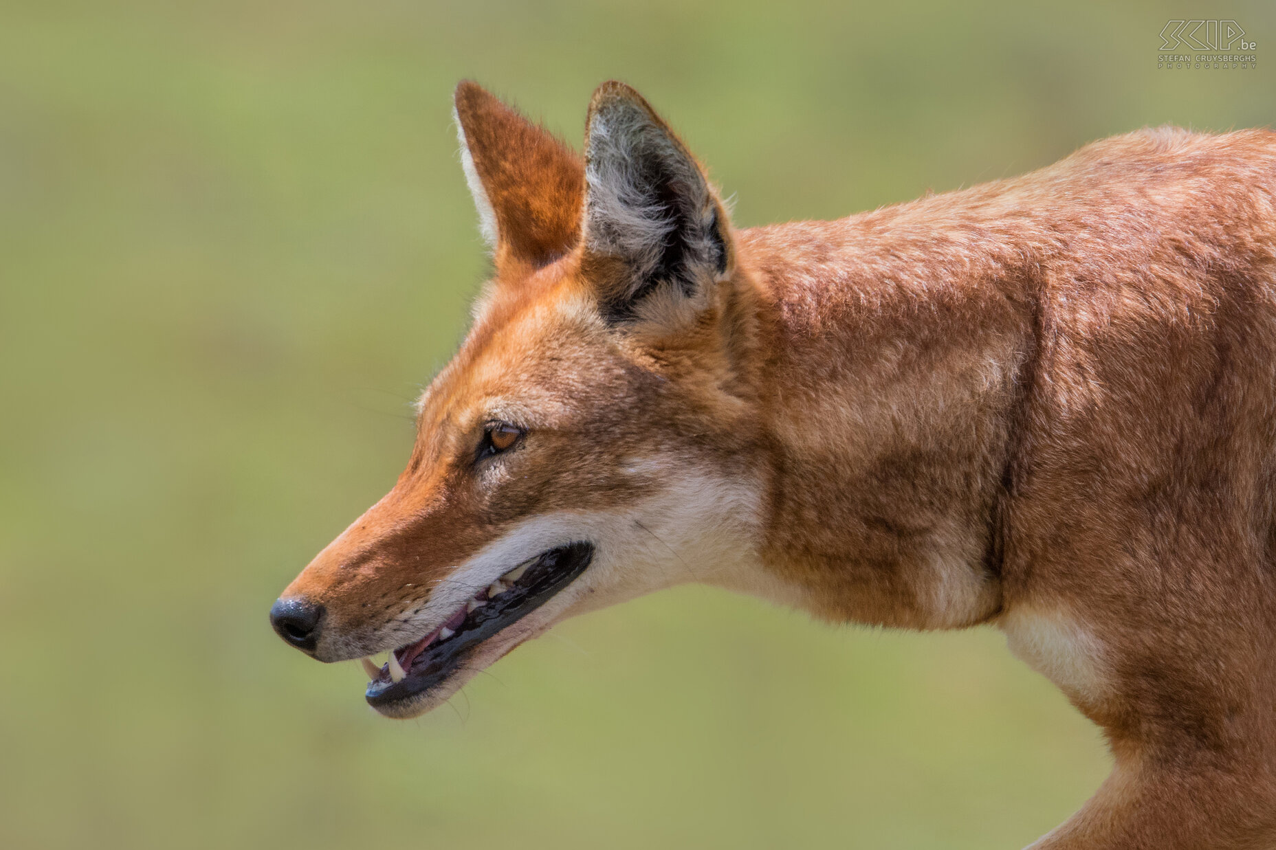 Bale Mountains - Sanetti - Ethiopian wolf close-up Bale Mountains is the best place to observe the world's rarest canid and Africa's most endangered carnivore; the Ethiopian wolf (Canis simensis). It is estimated that only 400 to 520 animals live in highlands of Ethiopia. Stefan Cruysberghs